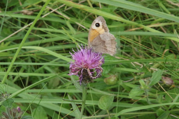 photo of Common Knapweed