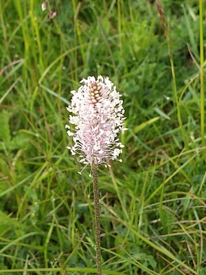 photo of Hoary Plantain