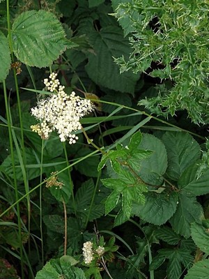 photo of Meadowsweet