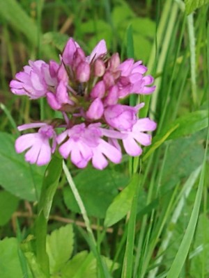 photo of Pyramidal Orchid