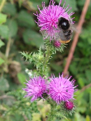 photo of Spear Thistle