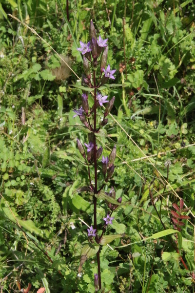 photo of Autumn Gentian