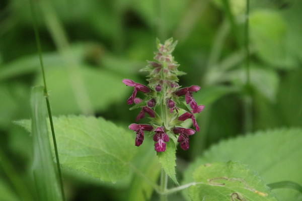 photo of Hedge Woundwort