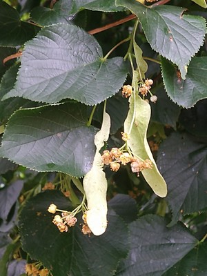 photo of Small Leaved Lime