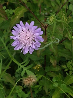 photo of Field Scabious