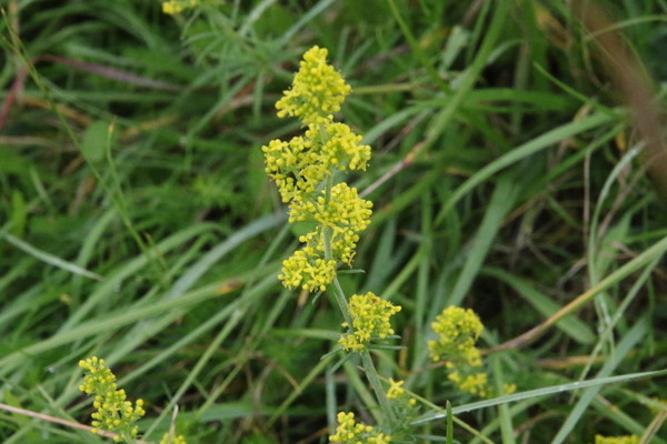 photo of Lady's Bedstraw