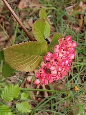 photo of Wayfaring Tree