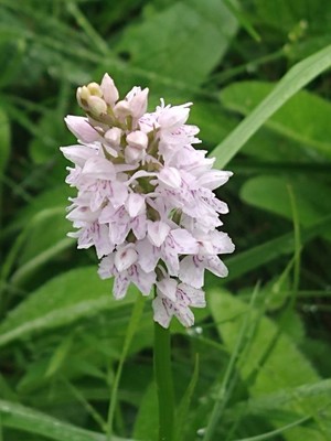 photo of Common Spotted Orchid