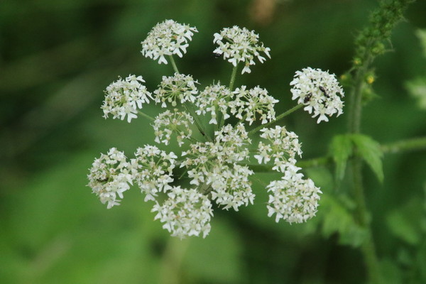 photo of Hogweed