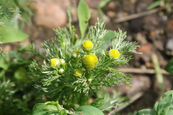 photo of Pineappleweed