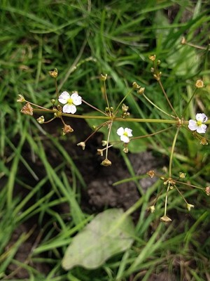 photo of Narrow Leaved Water Plantain