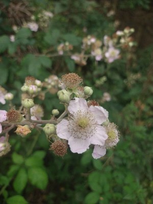 photo of Elm Leaved Bramble
