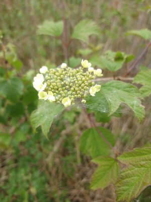photo of Guelder Rose