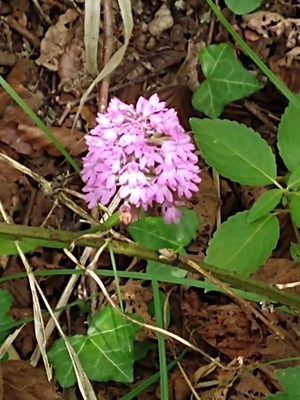 photo of Pyramidal Orchid