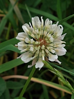 photo of White Clover