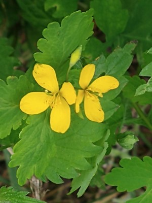 photo of Greater Celandine