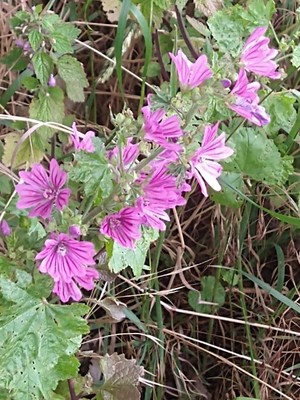photo of Common Mallow