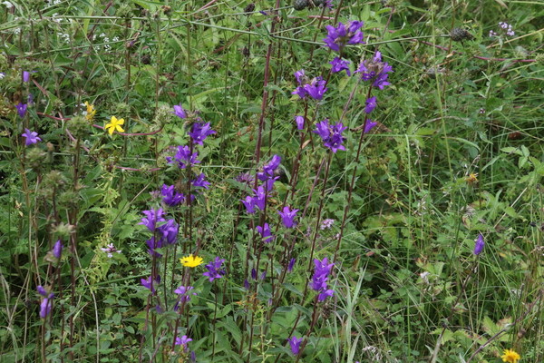 photo of Clustered Bellfower