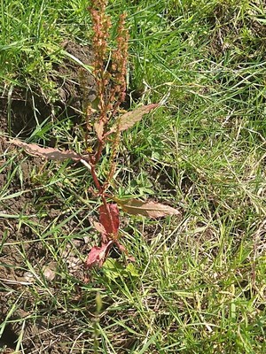 photo of Curled Dock
