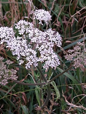 photo of Hogweed