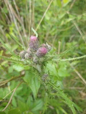 photo of Marsh Thistle