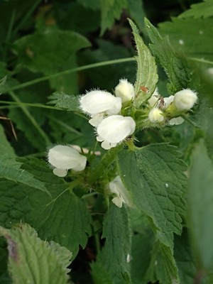 photo of White Dead Nettle