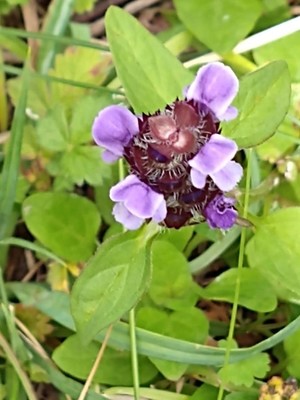 photo of Selfheal