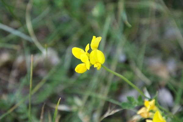 photo of Bird's Foot Trefoil