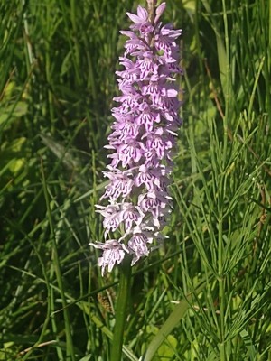 photo of Common Spotted Orchid