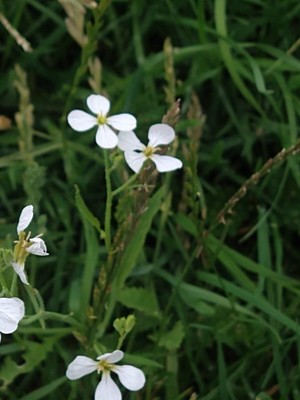 photo of Wild Radish