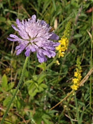 photo of Field Scabious