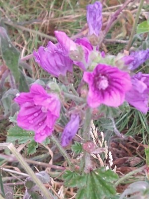 photo of Common Mallow