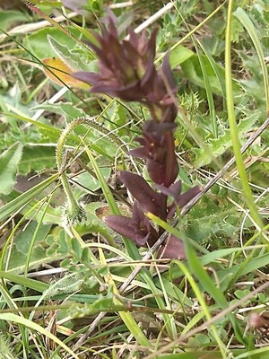photo of Autumn Gentian