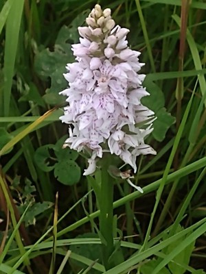 photo of Common Spotted Orchid