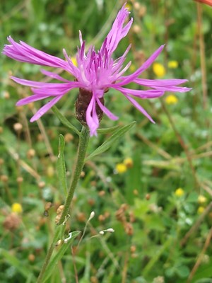 photo of Brown Knapweed