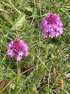 photo of Pyramidal Orchid