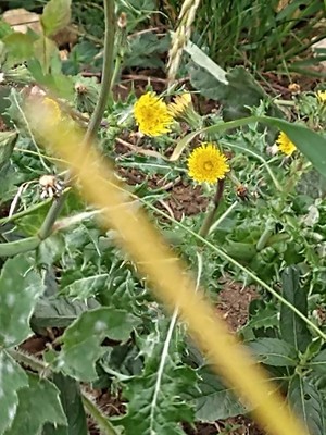 photo of Prickly Sow Thistle