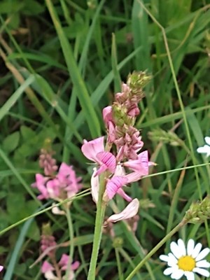photo of Sainfoin