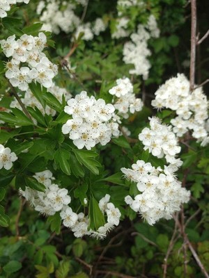 photo of Hawthorn
