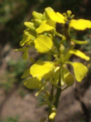 photo of White Mustard