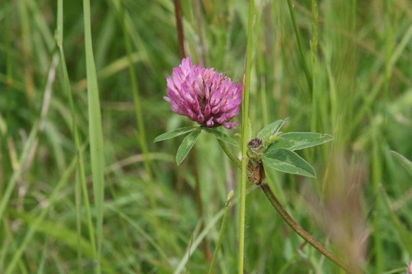 photo of Red Clover