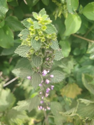 photo of Black Horehound