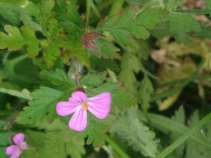 photo of Herb Robert