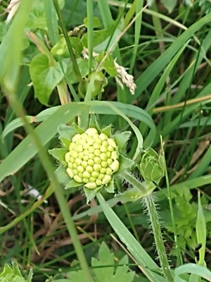 photo of Field Scabious