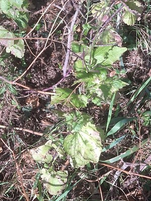 photo of Garlic Mustard
