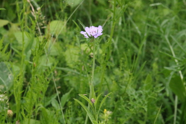 photo of Field Scabious