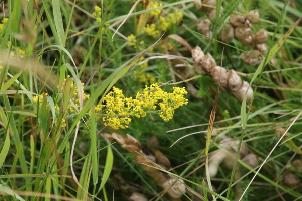 photo of Lady's Bedstraw