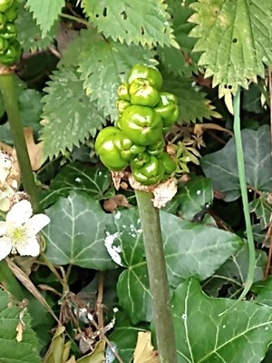 photo of Italian Arum