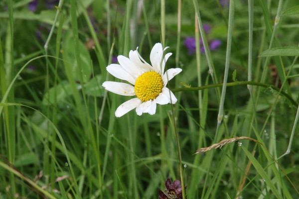 photo of Oxeye Daisy