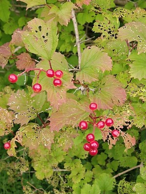 photo of Guelder Rose